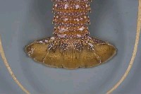 白鬚龍蝦藏品圖，第6張